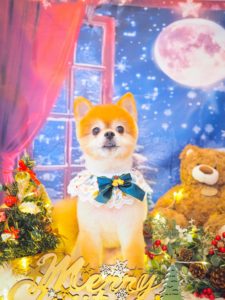 アンジュくん