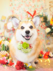ぽのちゃん