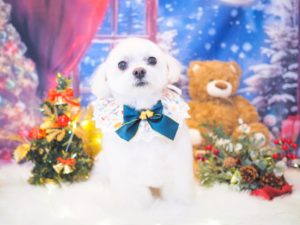 ふうたくん