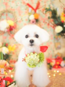 あられちゃん＆おかきちゃん