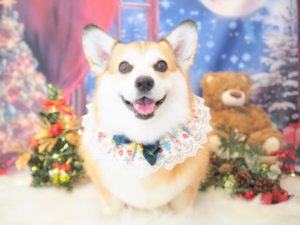 ぽのちゃん