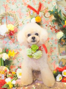 ビスケくん