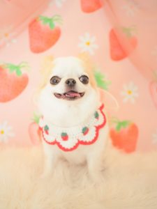 あずきちゃん