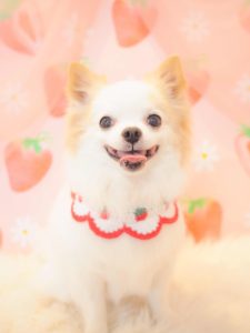 くぅくん