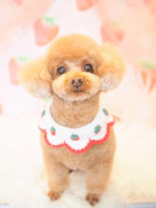 ルルちゃん