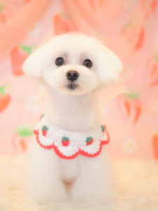 あられちゃん