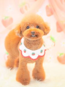 ぷぅちゃん
