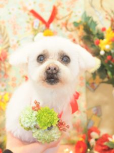チビくん