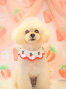 ビスケくん