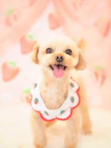 エトワルくん