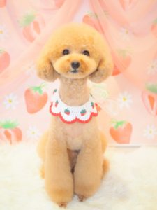 ソフィーちゃん