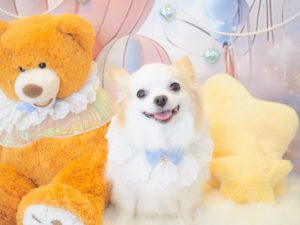 くぅくん