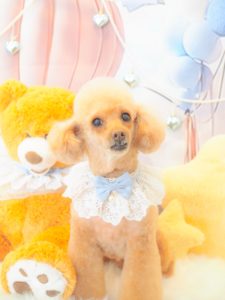 ポコちゃん