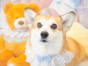 ぽのちゃん
