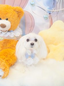 メリーちゃん
