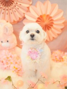ふうたくん