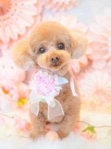 439EF0BC-7B53-4CC1-8851-71AE12AE7239