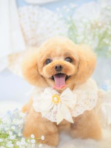 姫ちゃん