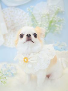 あずきちゃん