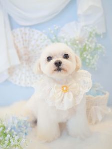 ふうたくん